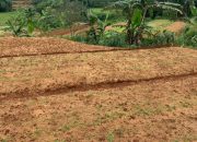 Petani Gunungkidul Sumringah Sambut Hujan Pertama